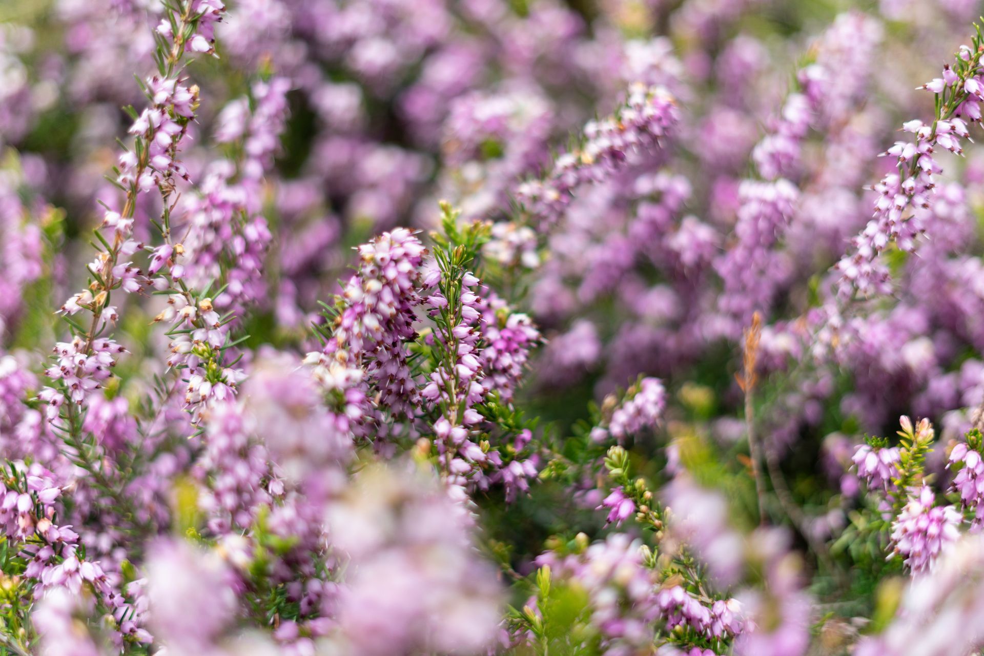 Gros plan sur de petites fleurs sauvages violettes en pleine floraison dans un champ.