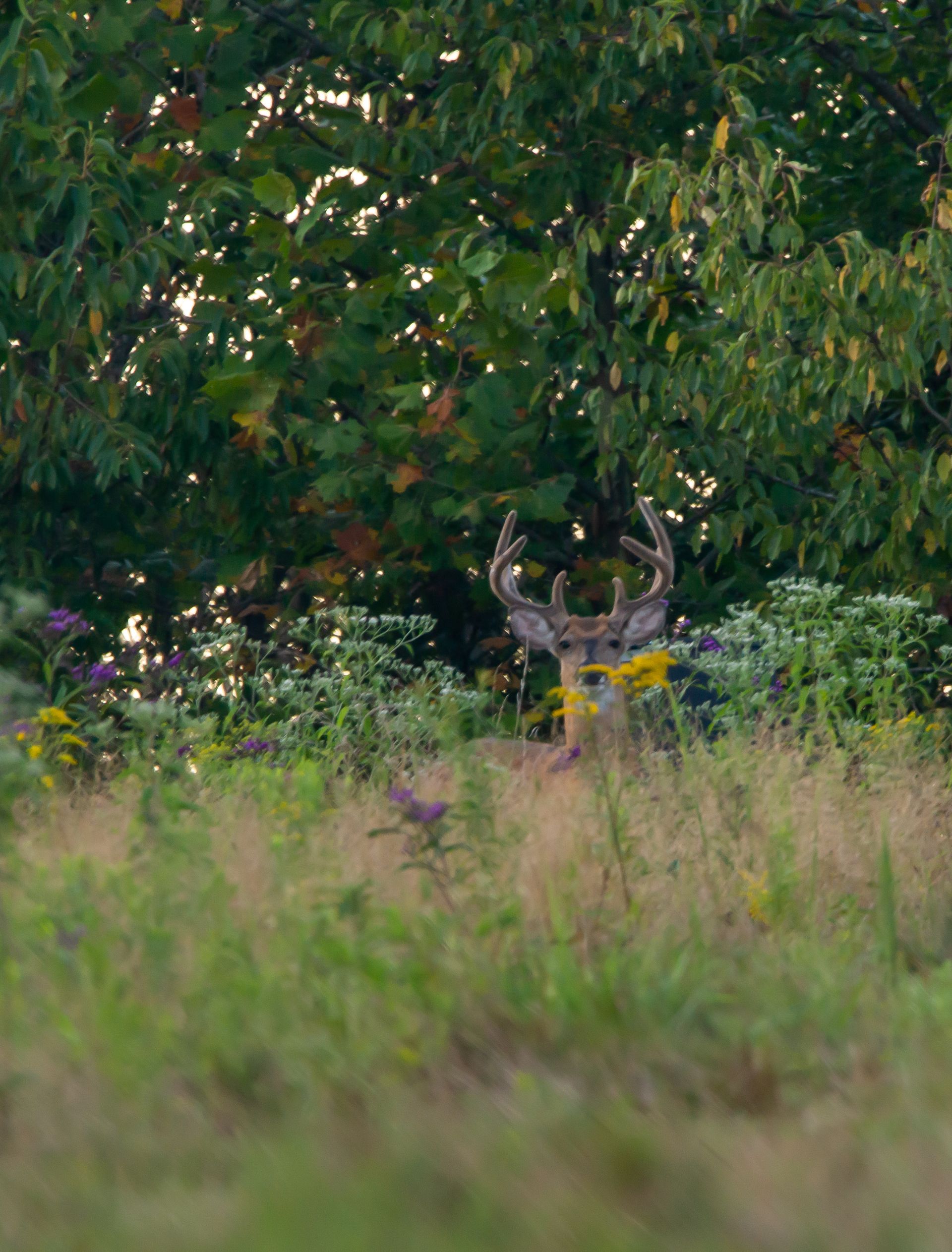 Un cerf aux bois dressé dans les hautes herbes, sous un arbre feuillu.