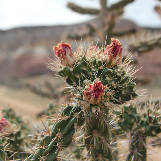Gros plan d'un cactus figuier de Barbarie aux bourgeons rouges dans un paysage désertique.