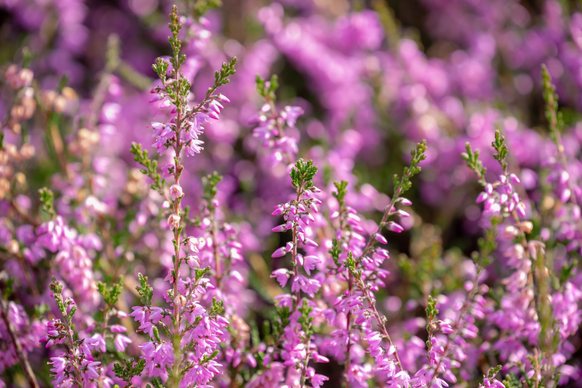 Des fleurs sauvages roses s'épanouissent dans un champ.