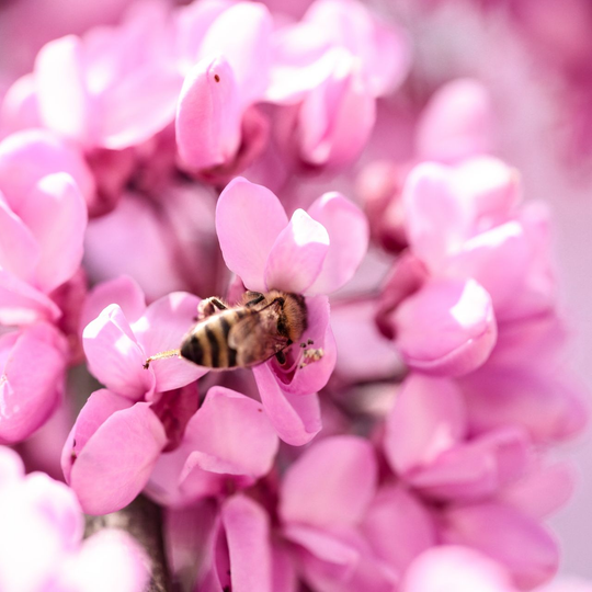 Gros plan d'une abeille sur des fleurs roses.