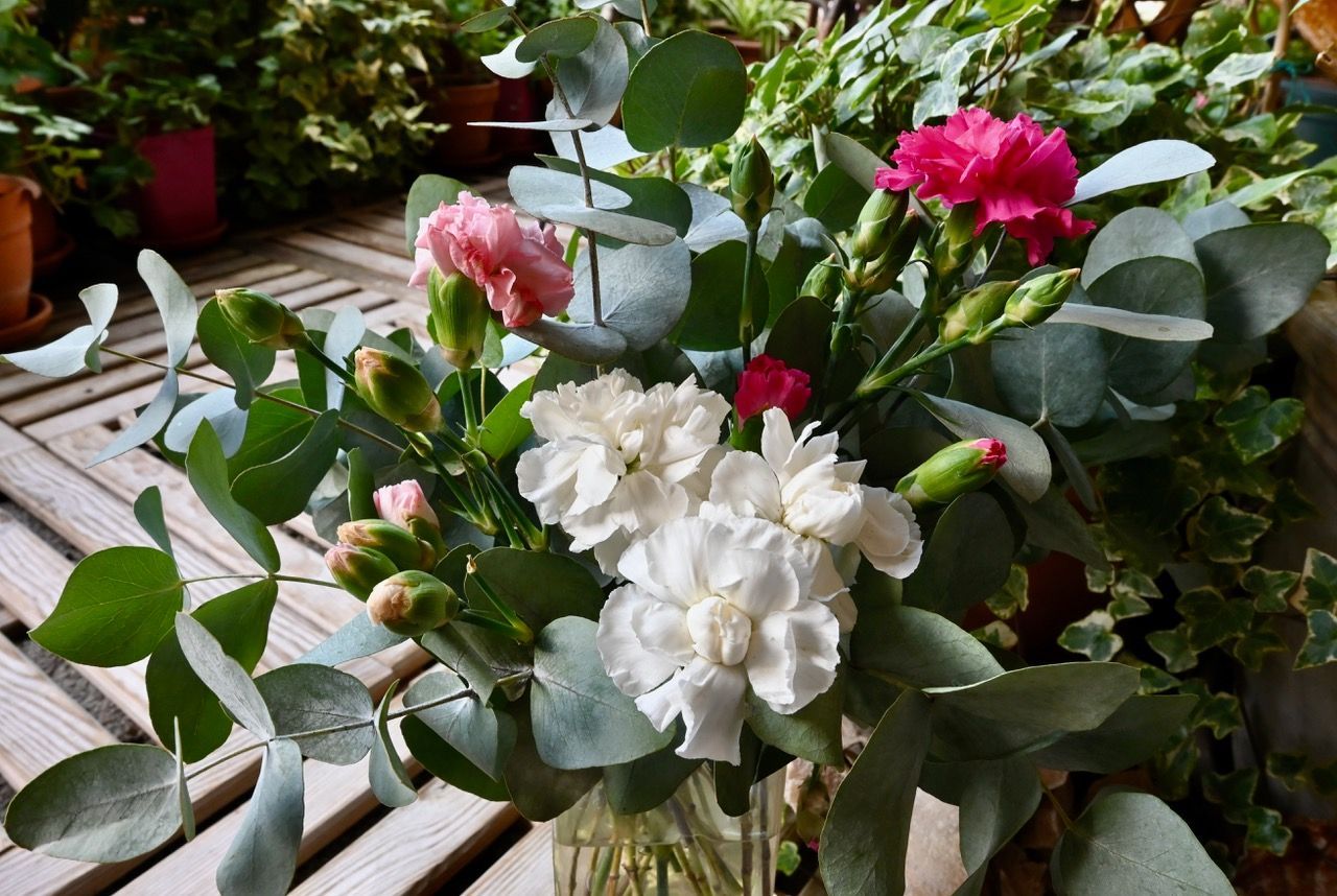 Des rosiers en pot aux fleurs roses et blanches, sur une terrasse en bois.
