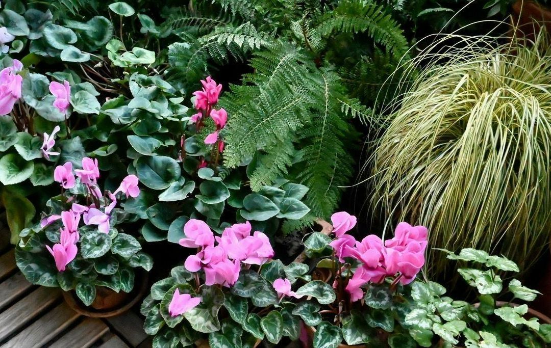 Fleurs roses dans des pots, sur une terrasse en bois.
