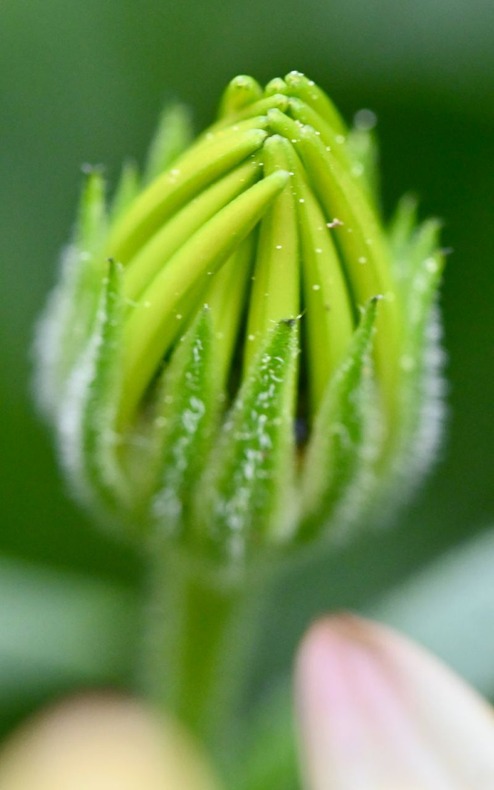 Gros plan d'un bouton de fleur vert couvert de rosée.