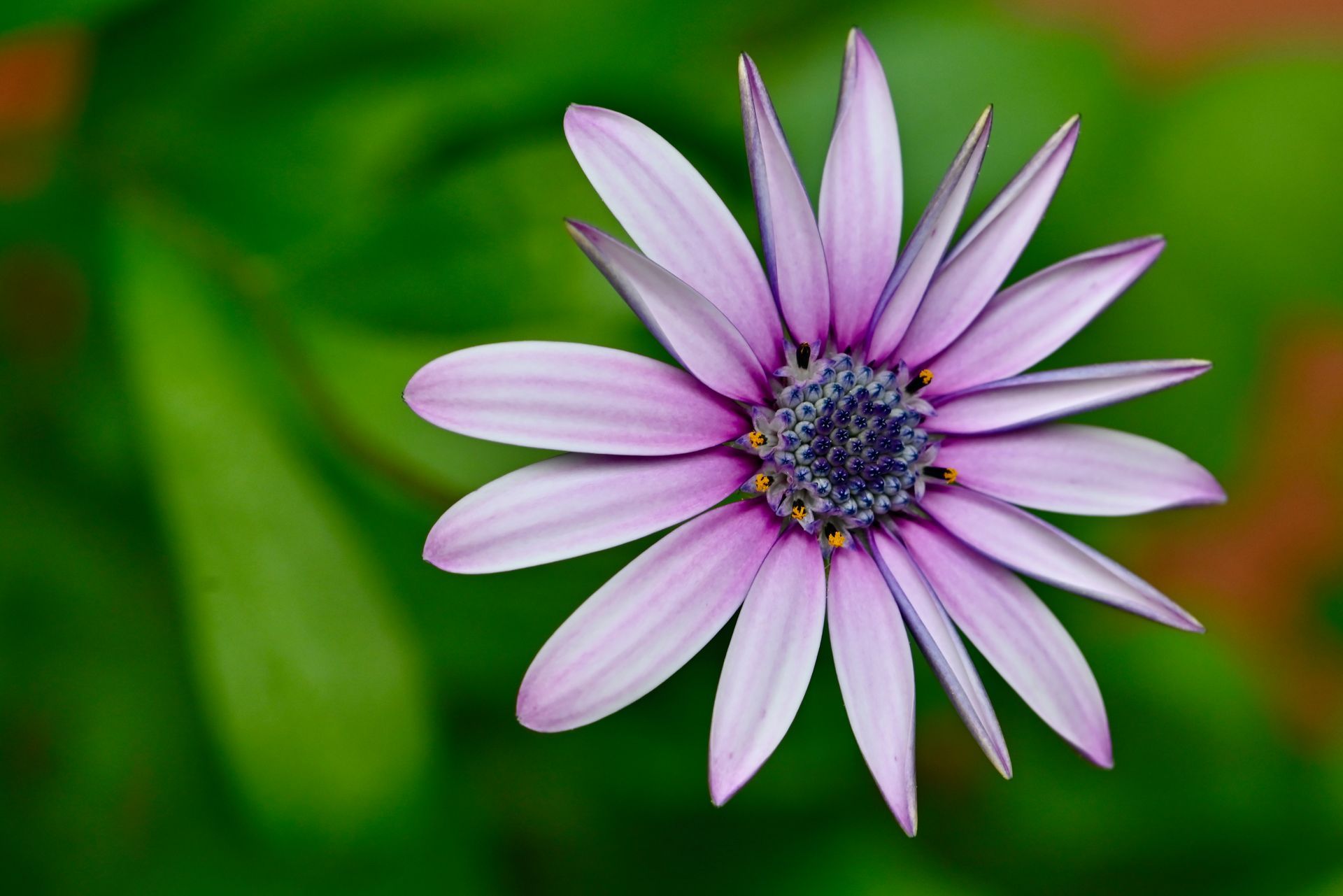 Fleur violette aux pétales allongés.