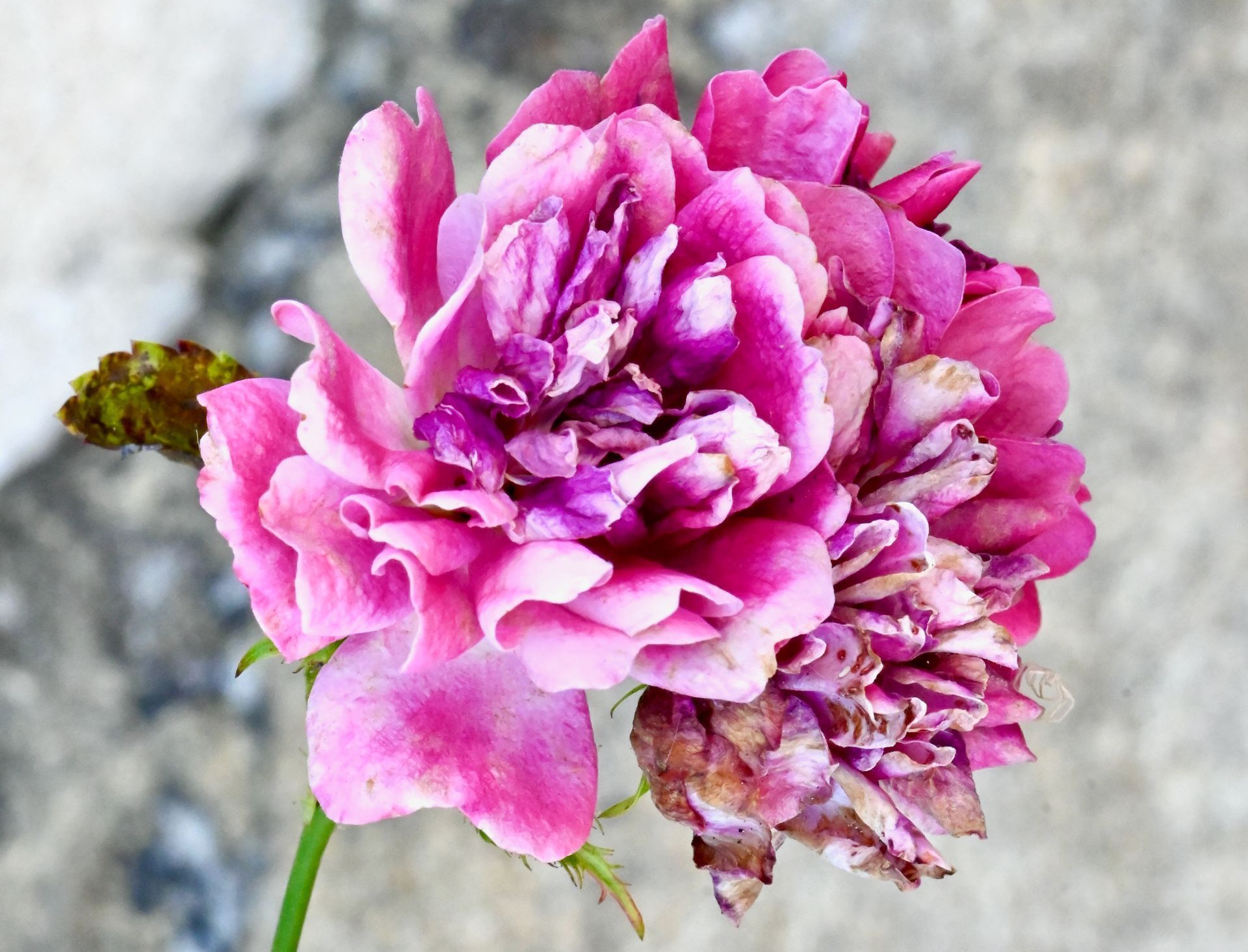 Détail d’une rose en fin de floraison, aux pétales abîmés.