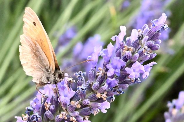 Papillon sur des fleurs de lavande violettes.