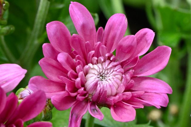 Gros plan d'une fleur de chrysanthème rose.
