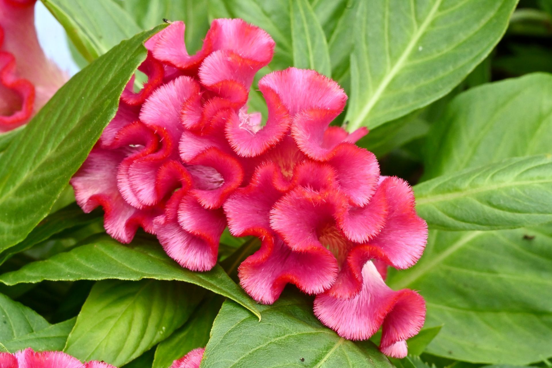 Fleur de Célosie rose en gros plan.