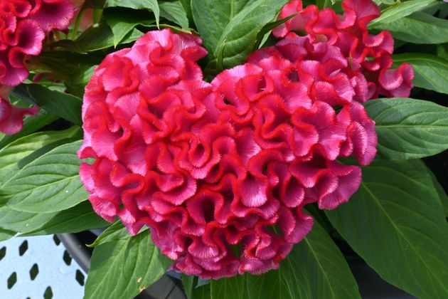 Des fleurs de crête-de-coq rose vif entourées de feuilles vertes.