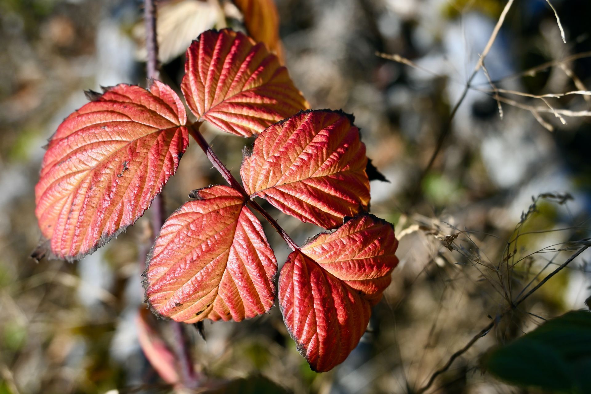 Groupe de feuilles rouges nervurées.