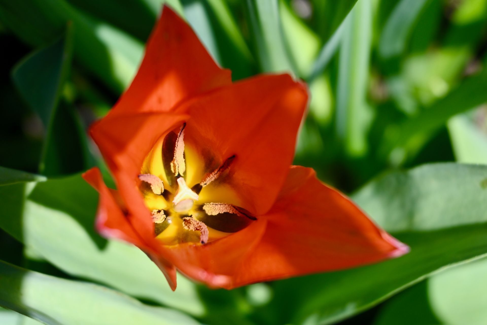 Gros plan d'une tulipe rouge orangé à cœur jaune.