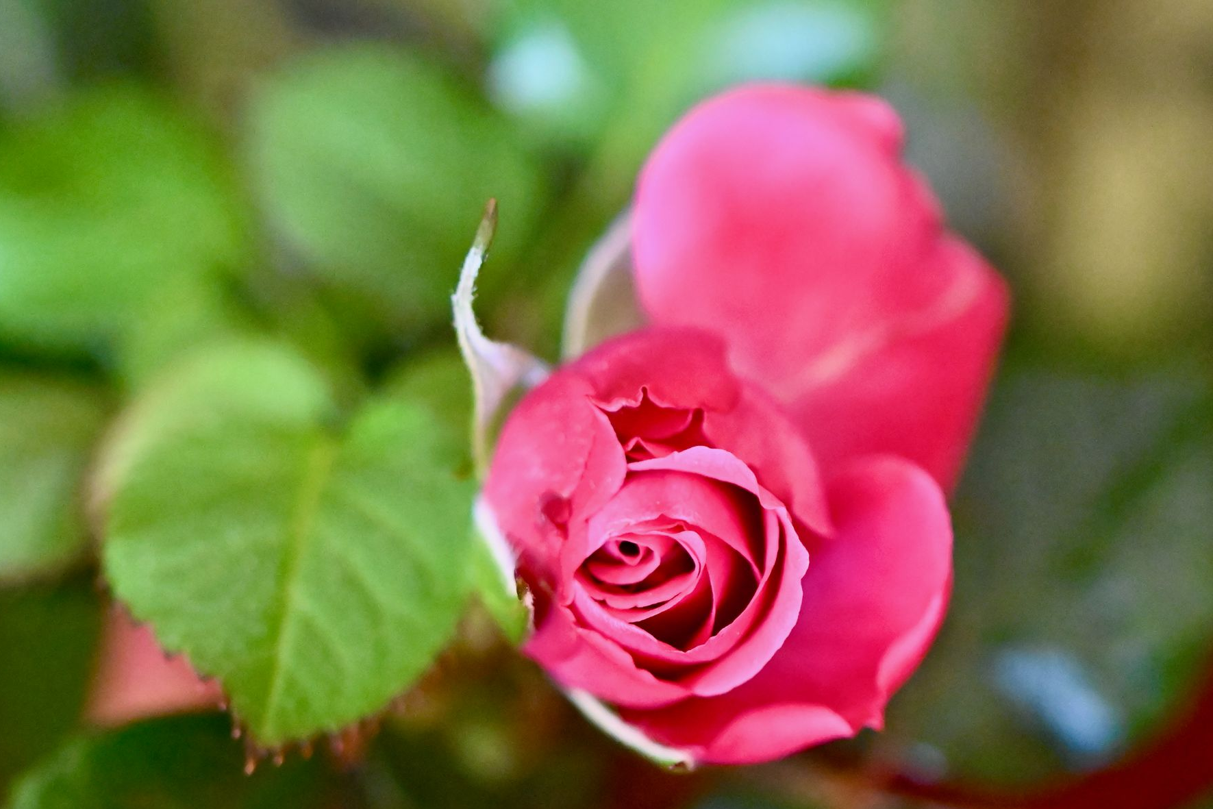 Gros plan d'un bouton de rose rose à feuilles vertes sur un fond de jardin flou.