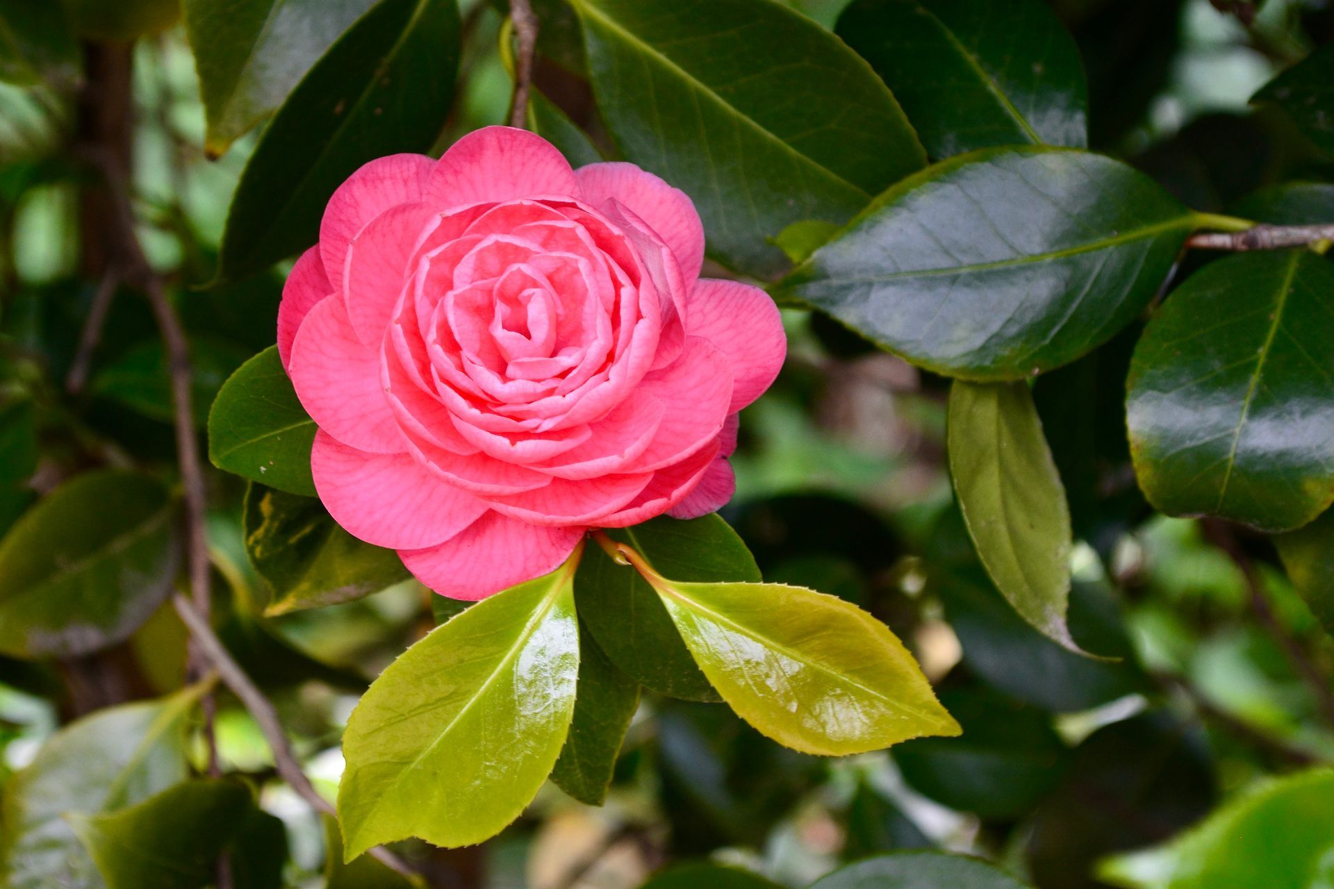 Fleurs de camélia roses.