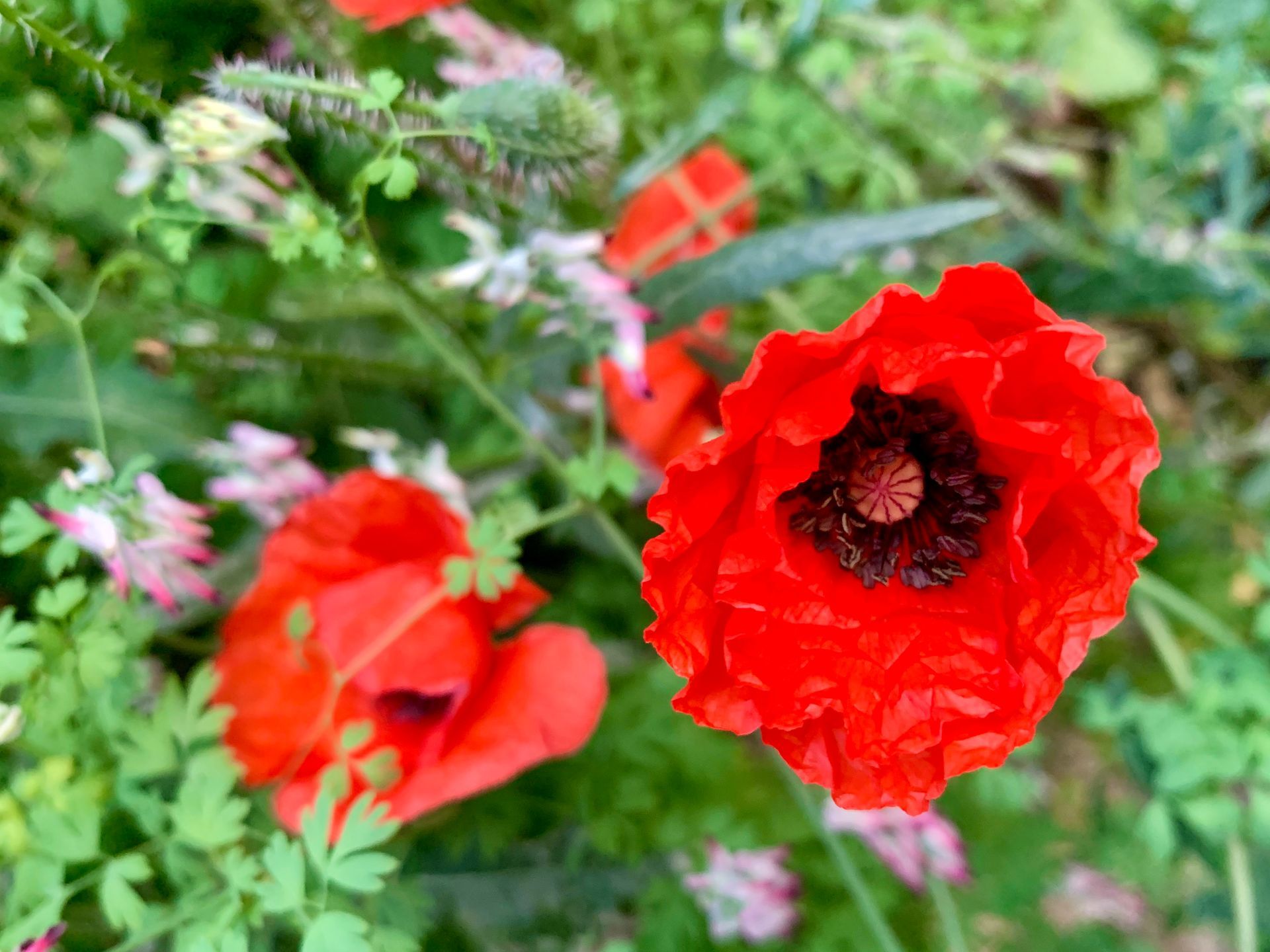 Des coquelicots rouge vif s'épanouissent.