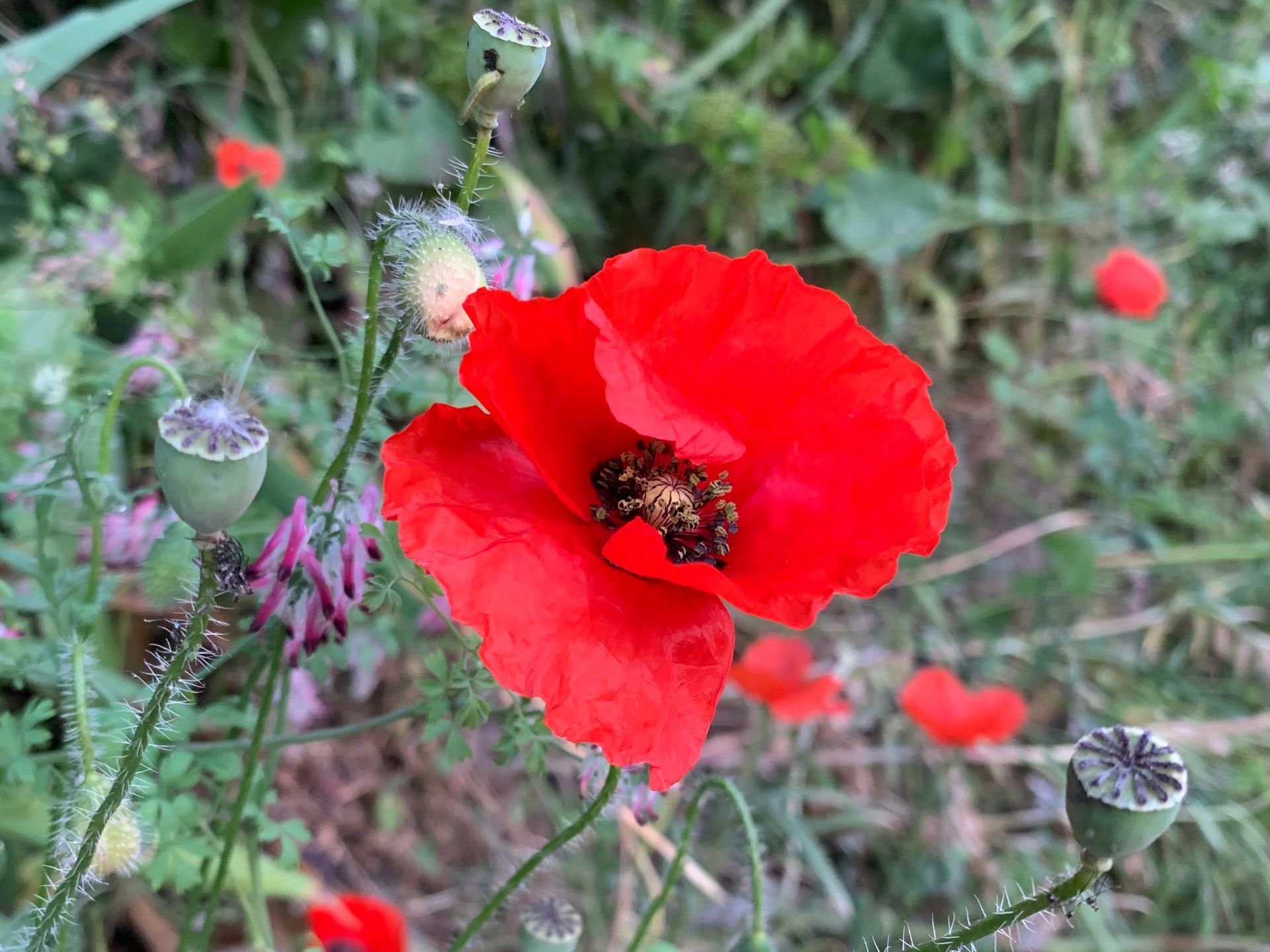 Des coquelicots d'un rouge éclatant fleurissent dans une prairie verdoyante de fleurs sauvages.