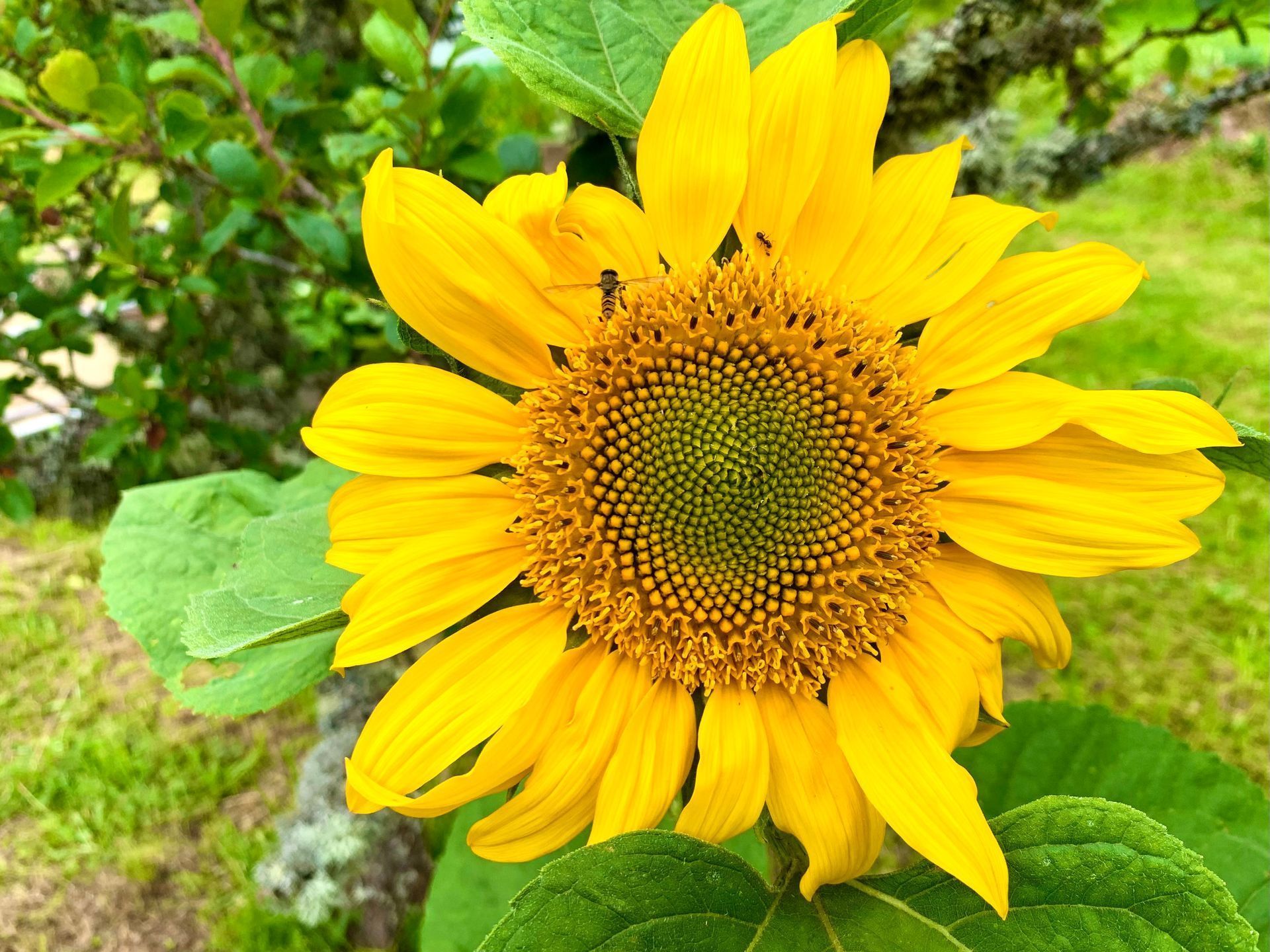 Gros plan sur un tournesol jaune vif qui s'épanouit.