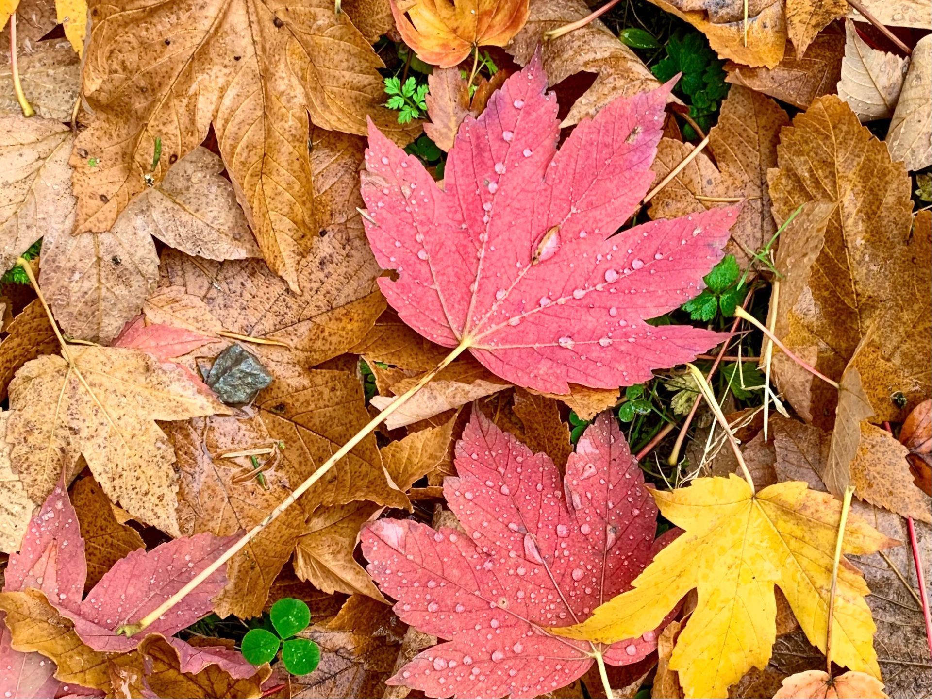 Feuilles d'érable roses et jaunes sur un lit de feuilles d'automne brunes tombées au sol.