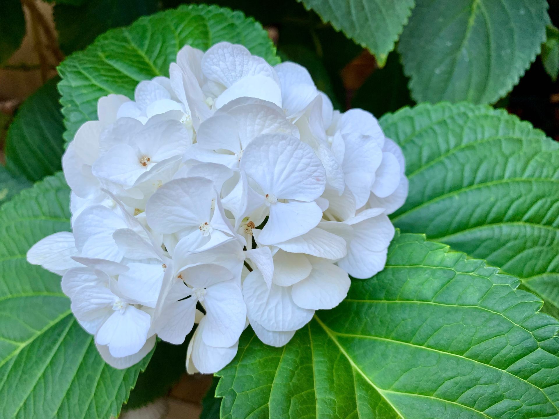 Gros plan d'une fleur d'hortensia blanc à feuilles vertes.
