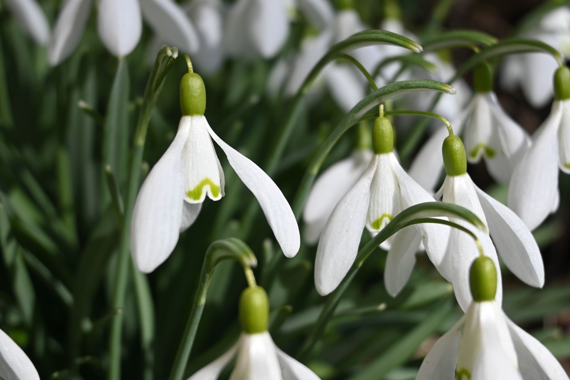 Fleurs de perce-neige blanches à tiges vertes, groupées en grappes.