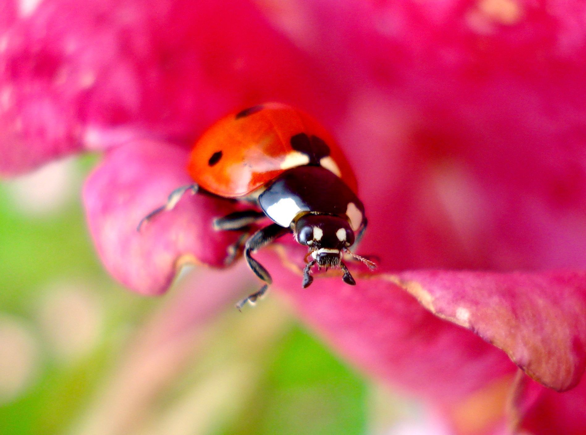 Coccinelle rouge sur un pétale de fleur rose.