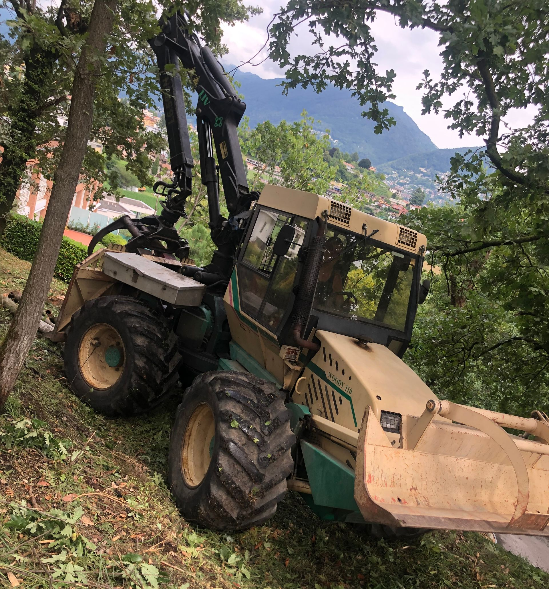 Riva Giorgio Commercio Legna - Taglio alberi 