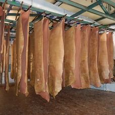 Hileras de pieles de animales de color marrón claro colgadas para secarse bajo un cobertizo con techo de metal.