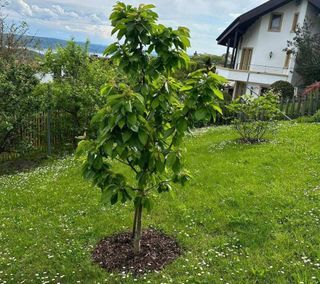 Un petit arbre pousse dans l'herbe devant une maison