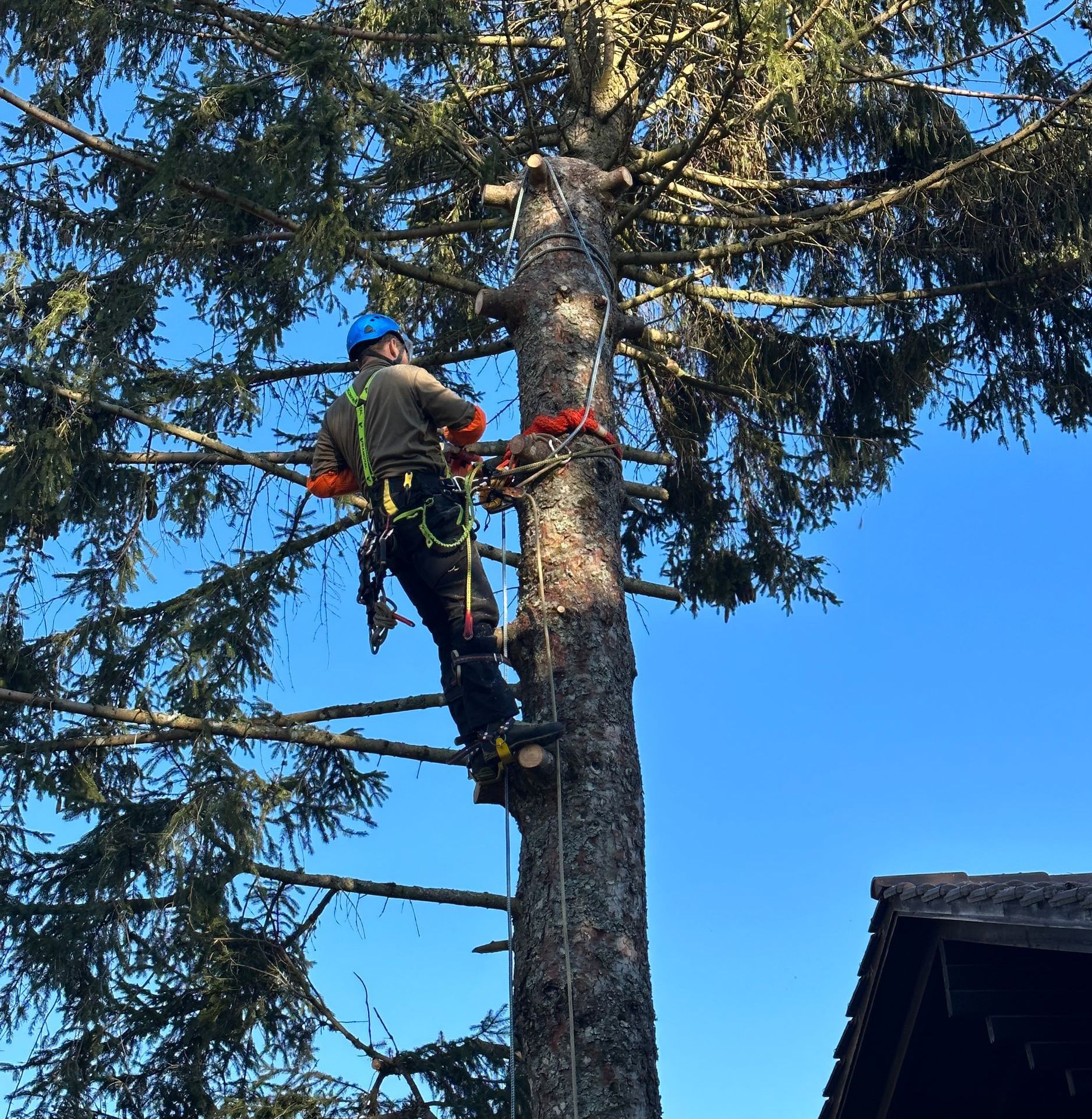 Un homme grimpe à un arbre devant une maison | André & Jardin