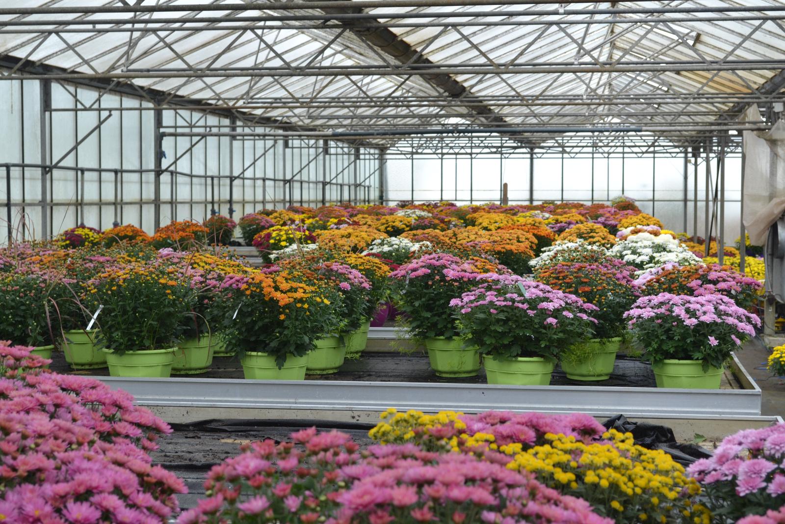 Plantes de Toussaint