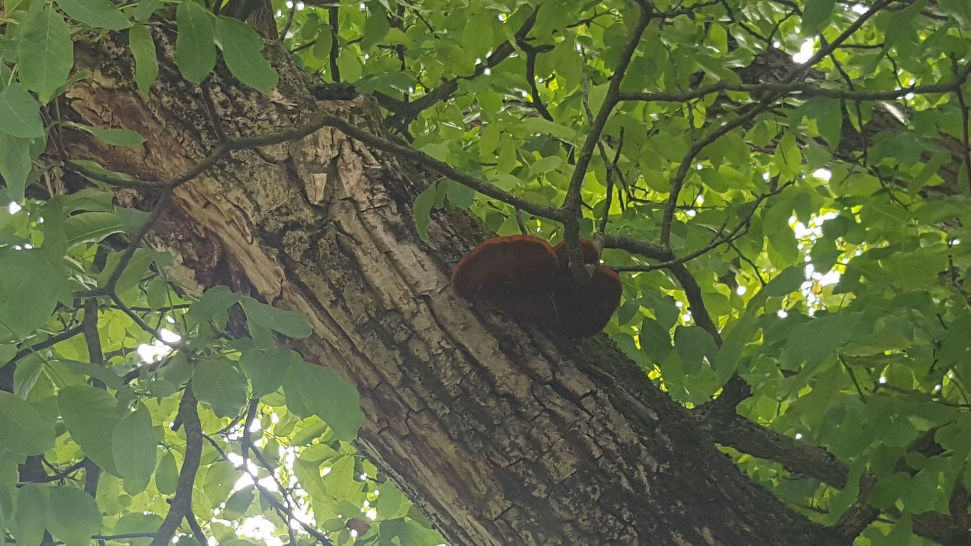 Baumpilze - Bäume im Wintermantel