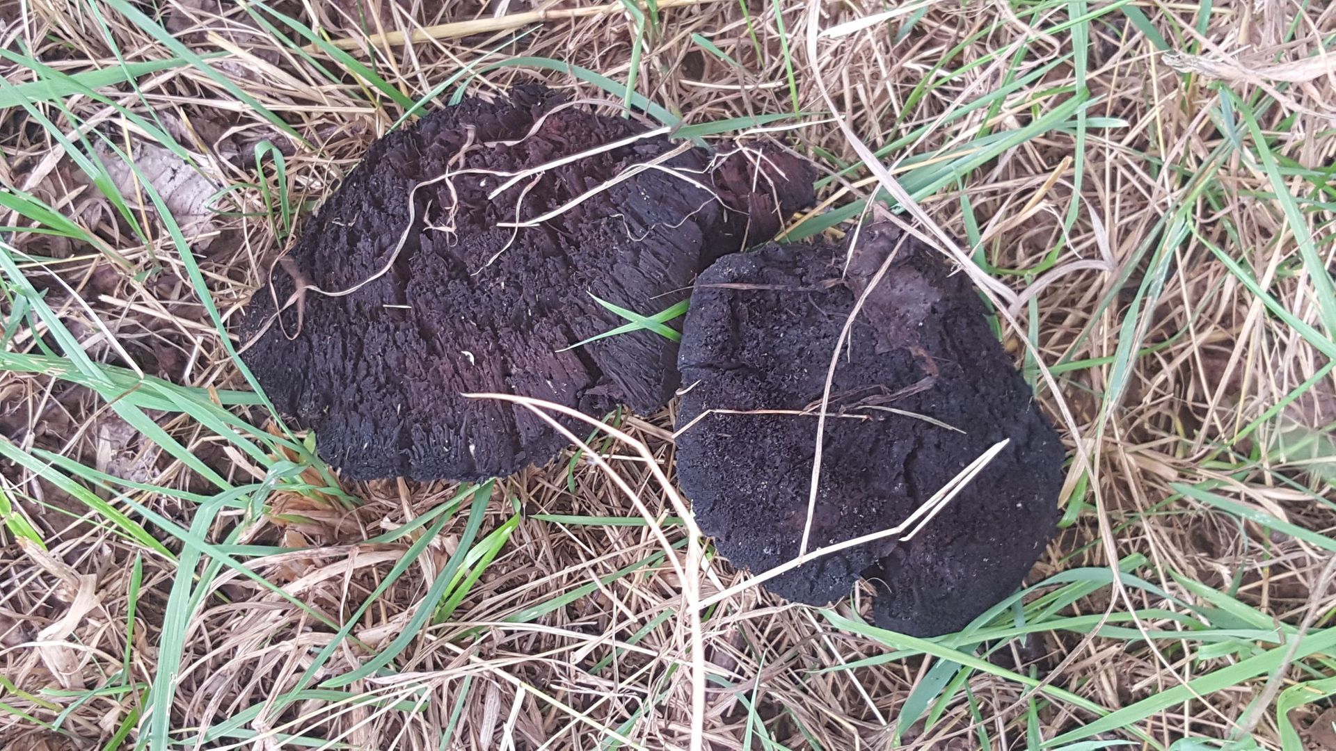 Baumpilze - Bäume im Wintermantel