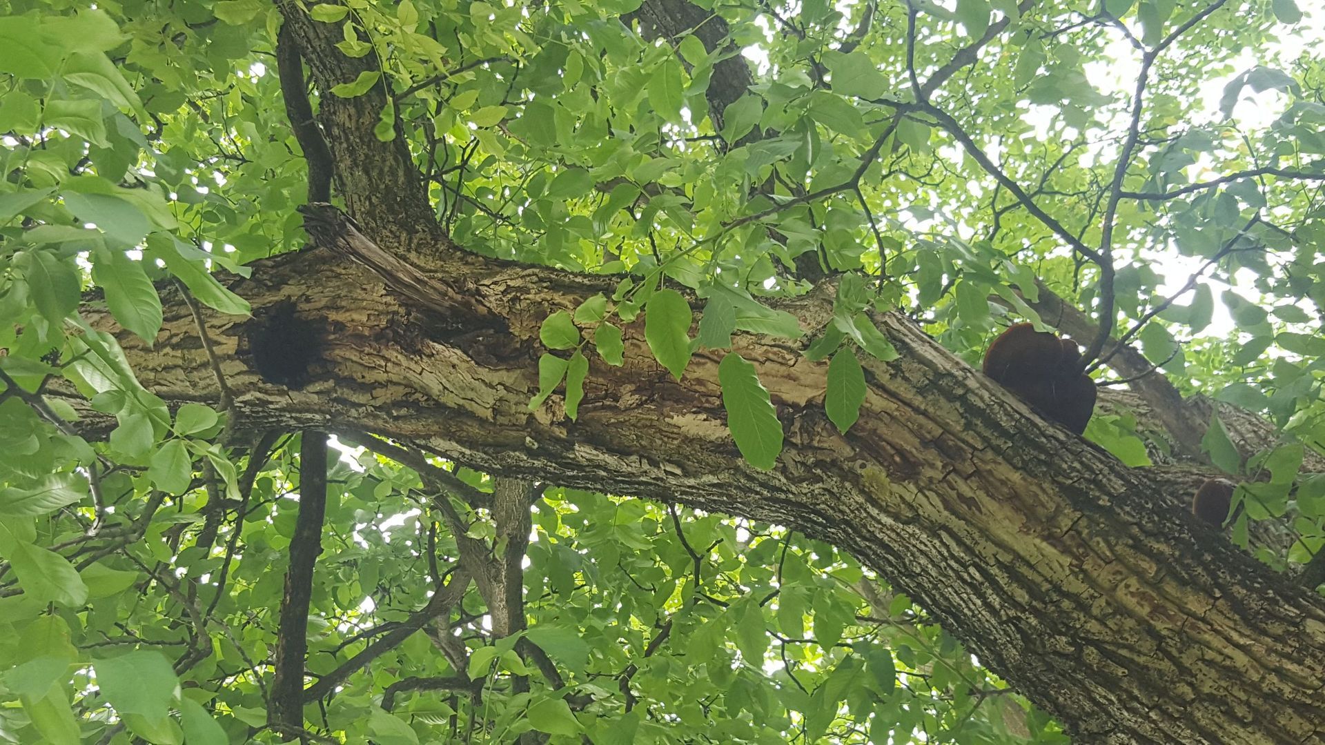 Baumpilze - Bäume im Wintermantel