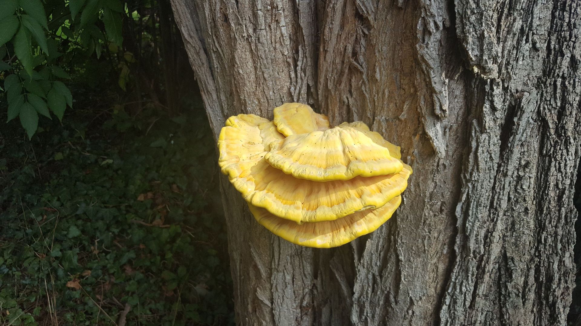 Baumpilze - Bäume im Wintermantel