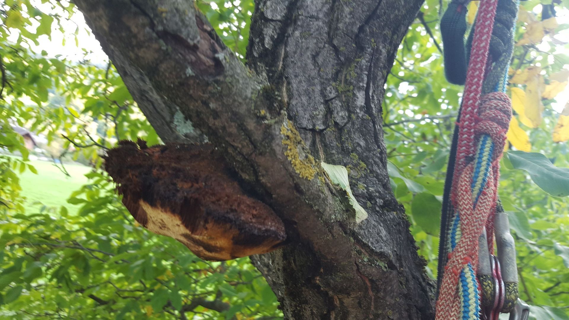 Baumpilze - Bäume im Wintermantel