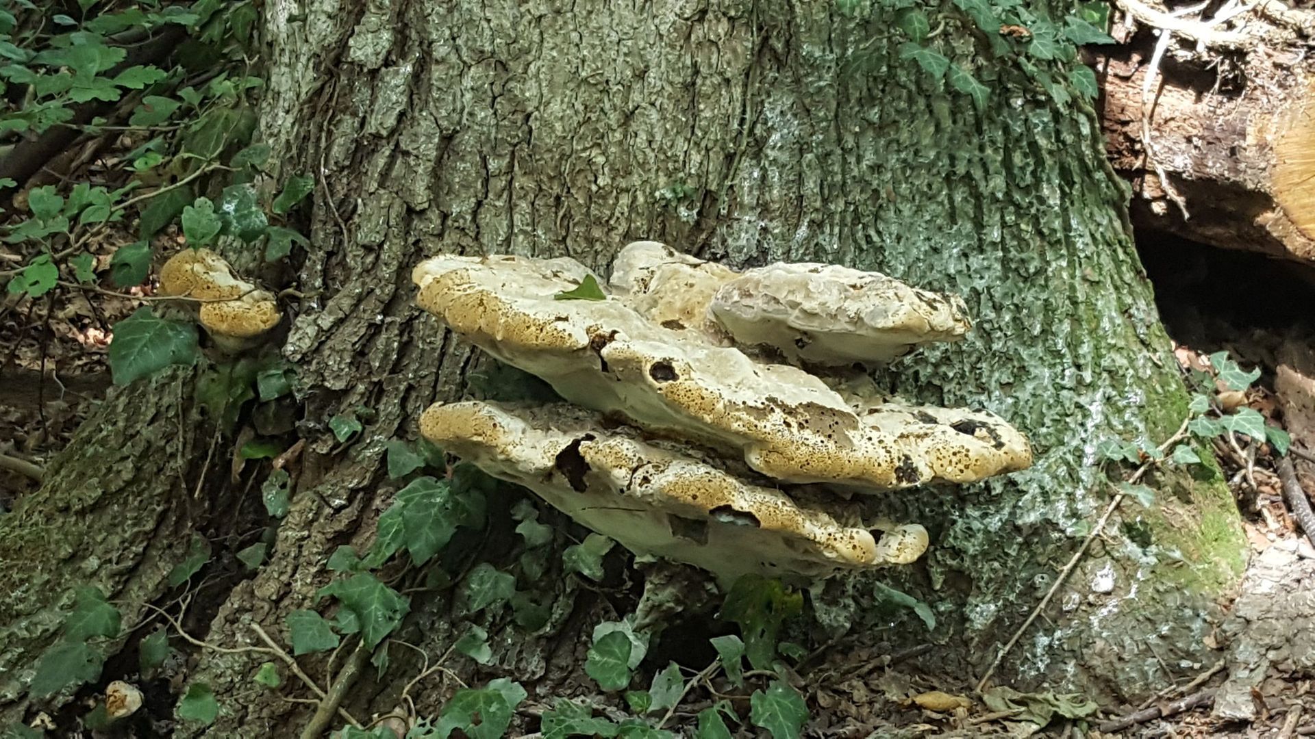 Baumpilze - Bäume im Wintermantel