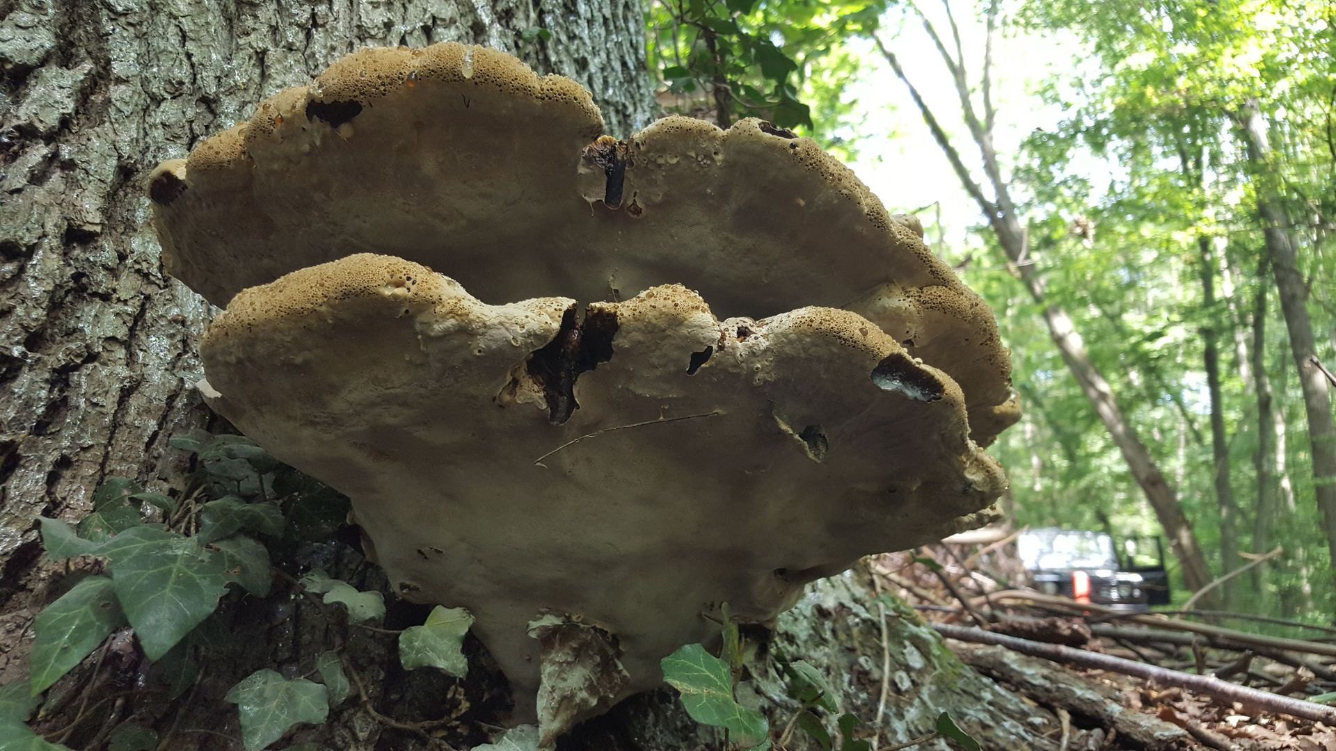 Baumpilze - Bäume im Wintermantel