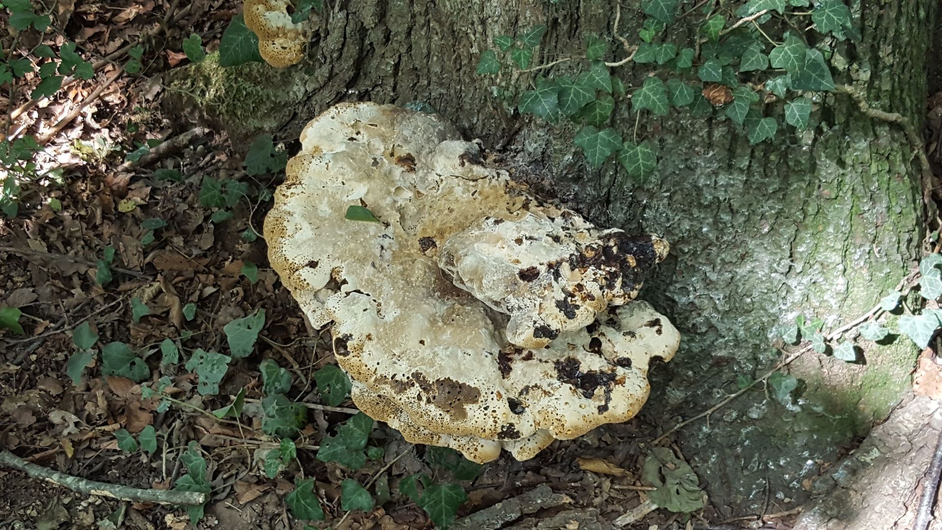 Baumpilze - Bäume im Wintermantel