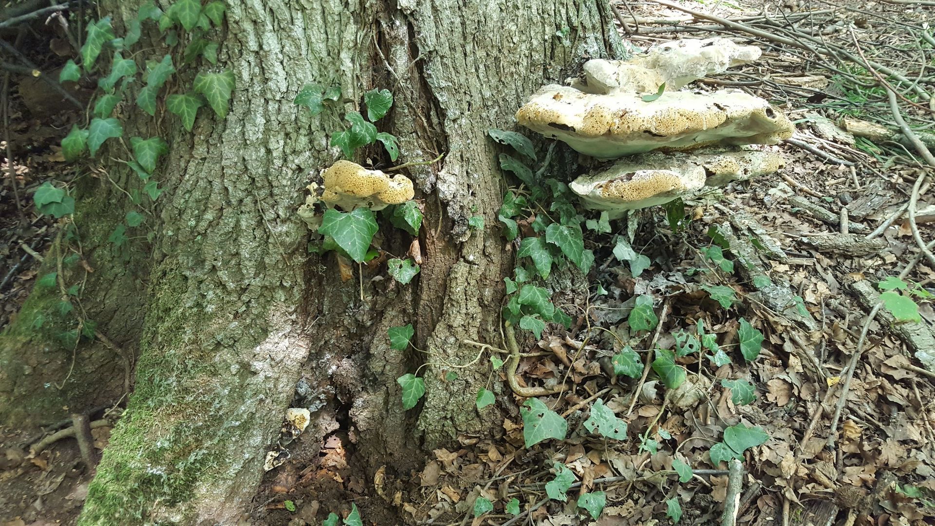 Baumpilze - Bäume im Wintermantel