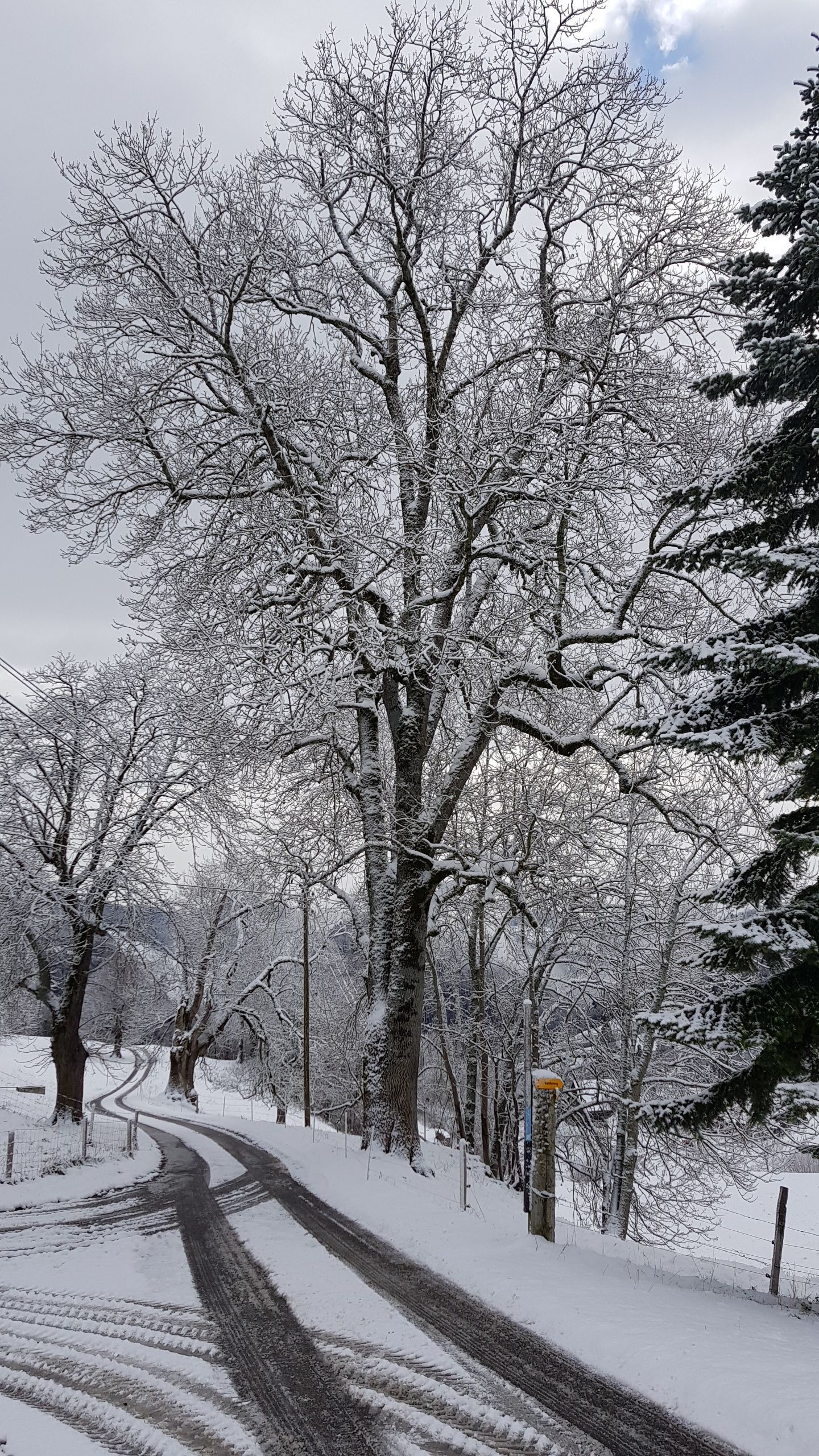 Löw Baumpflege - Bäume im Wintermantel