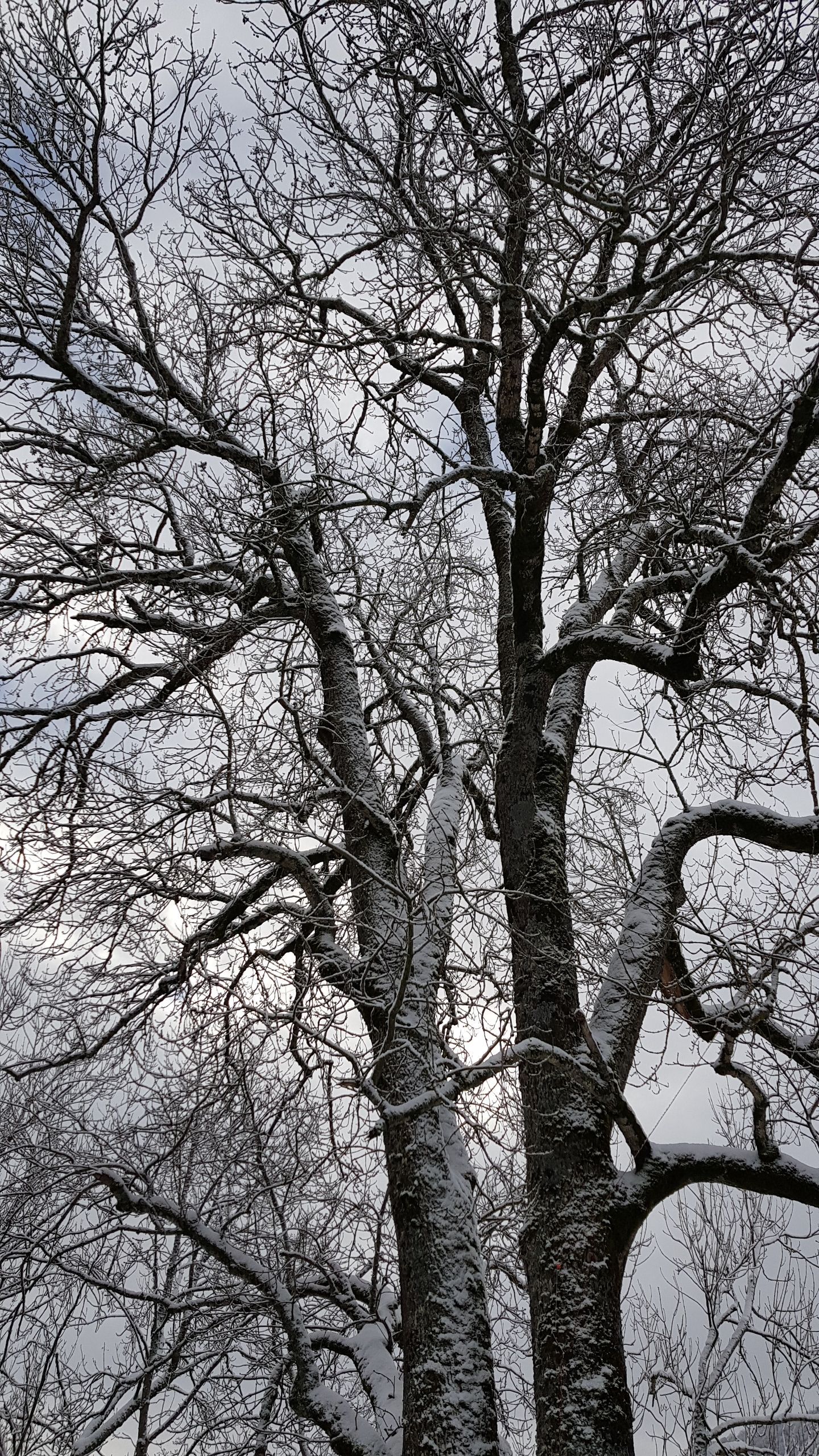 Löw Baumpflege - Bäume im Wintermantel