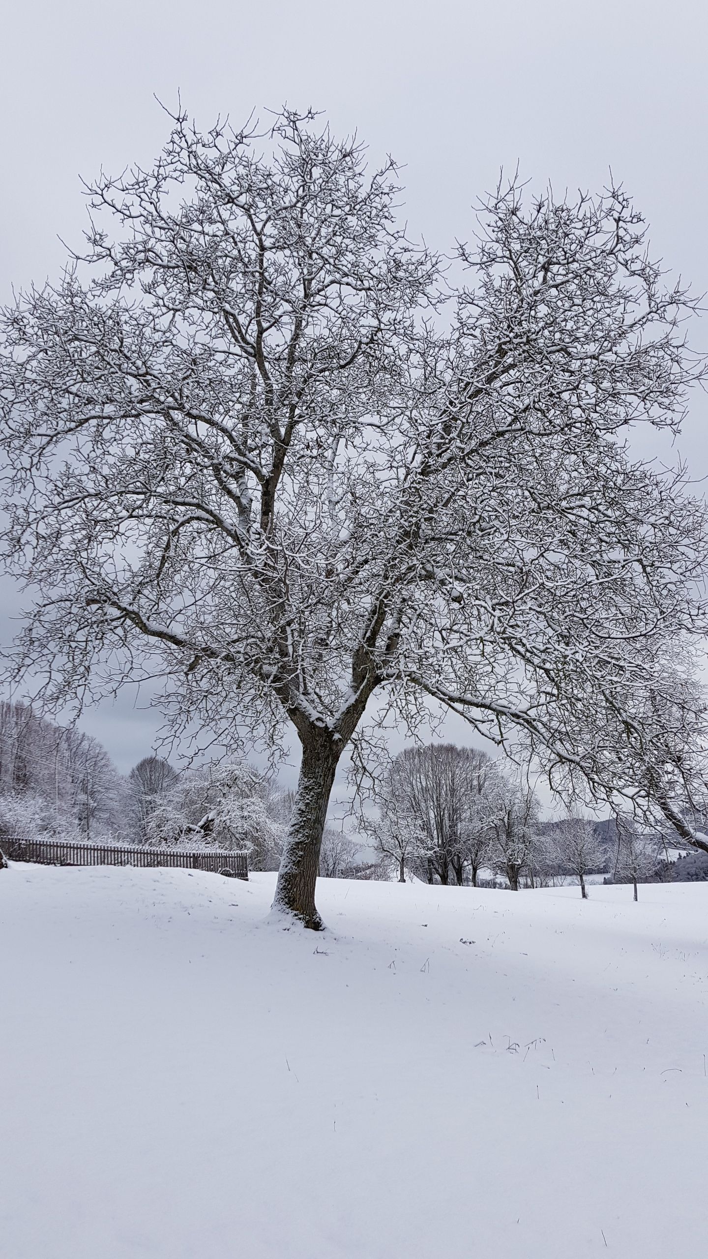 Löw Baumpflege - Bäume im Wintermantel