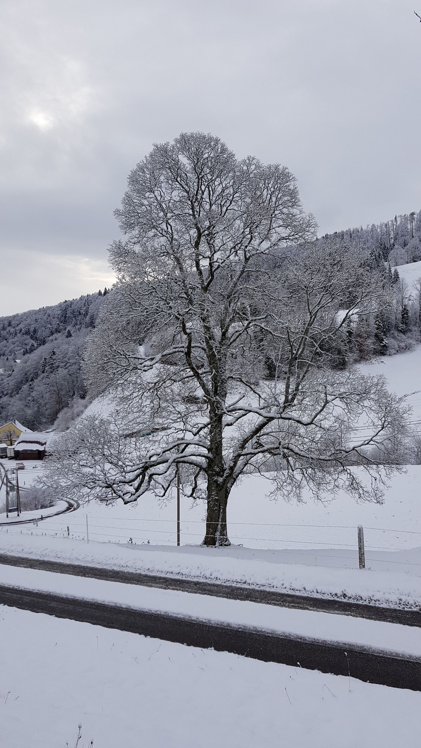 Löw Baumpflege - Bäume im Wintermantel