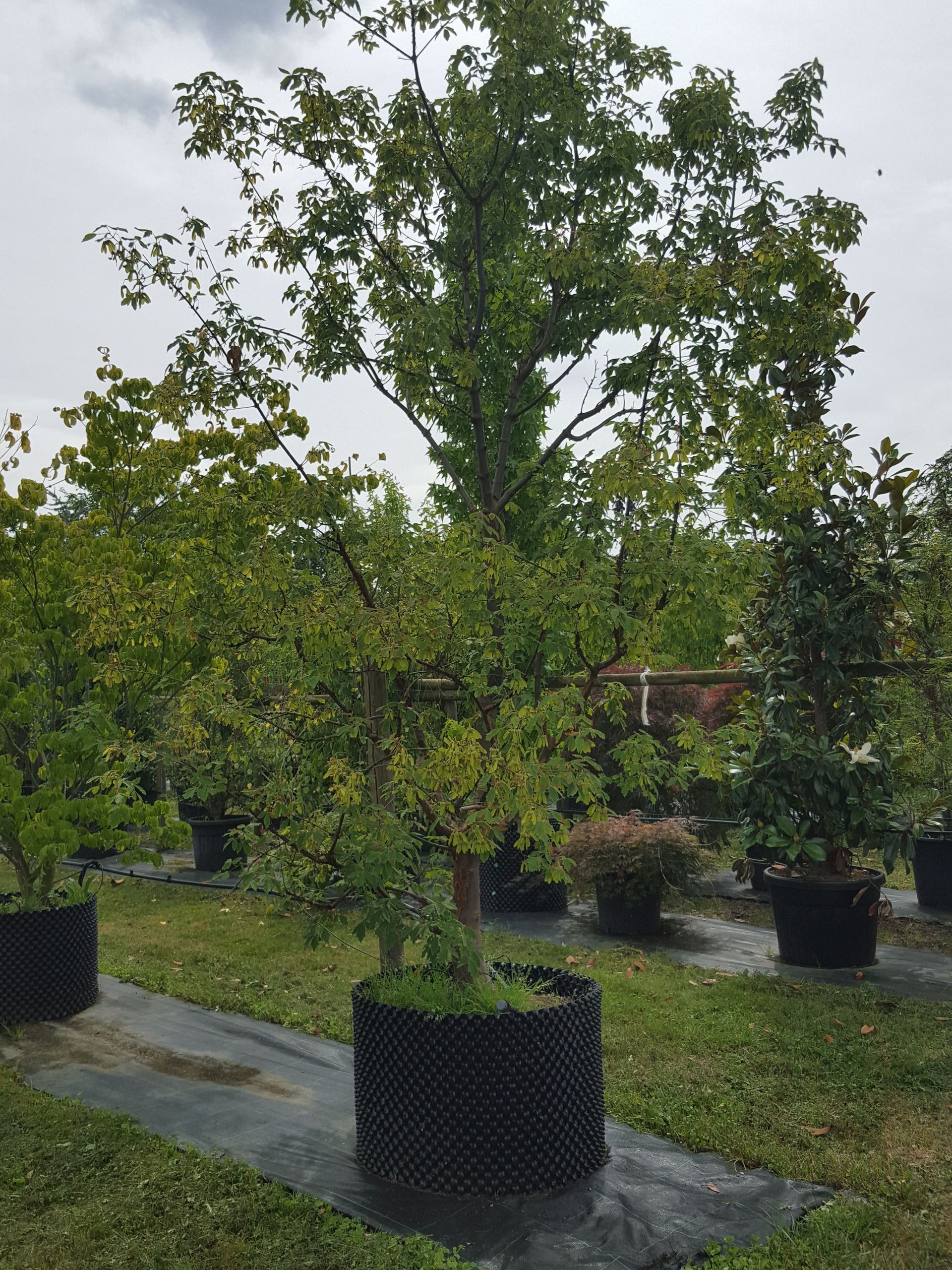 Bäume pflanzen - Bäume im Wintermantel