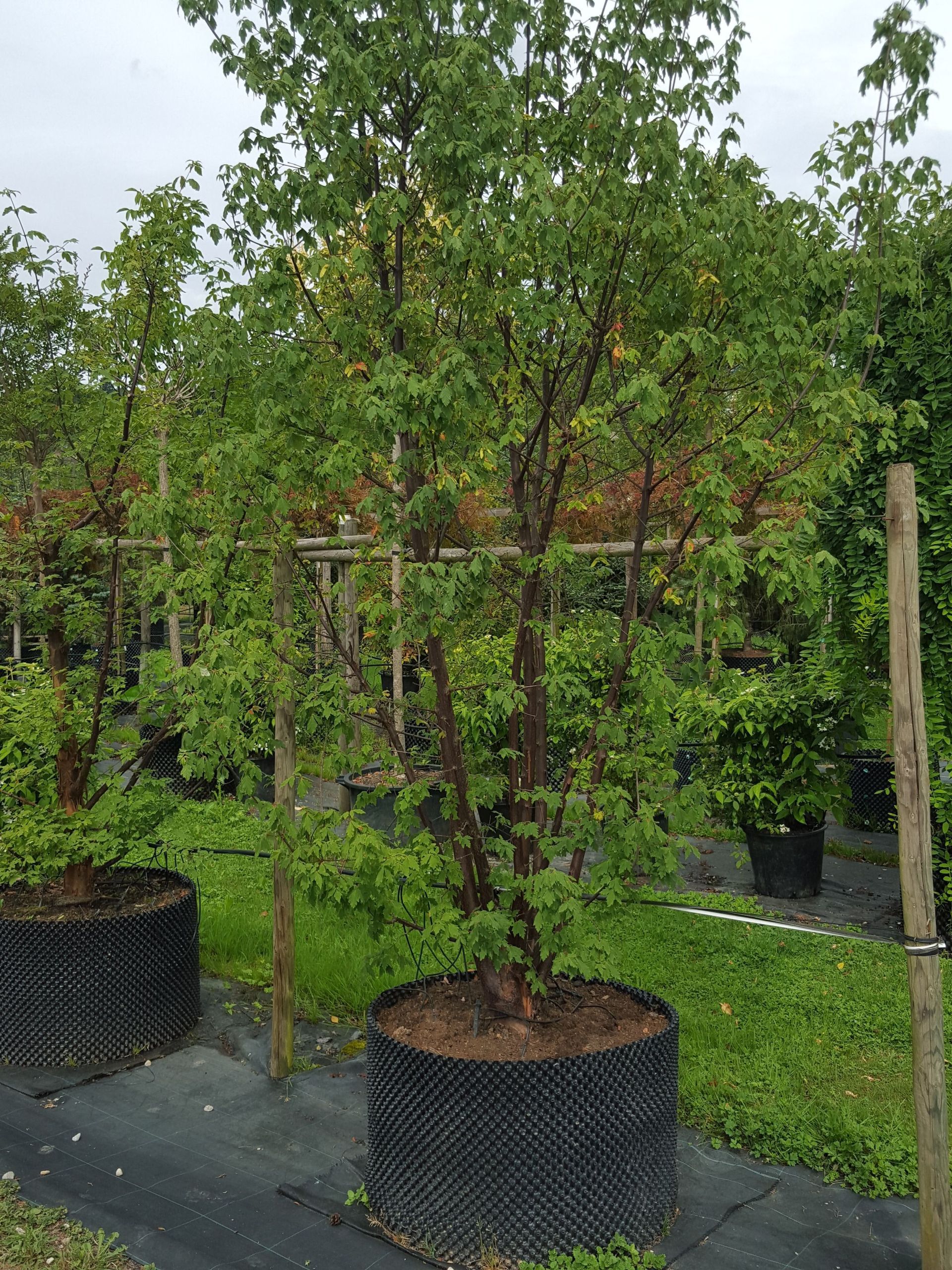 Bäume pflanzen - Bäume im Wintermantel