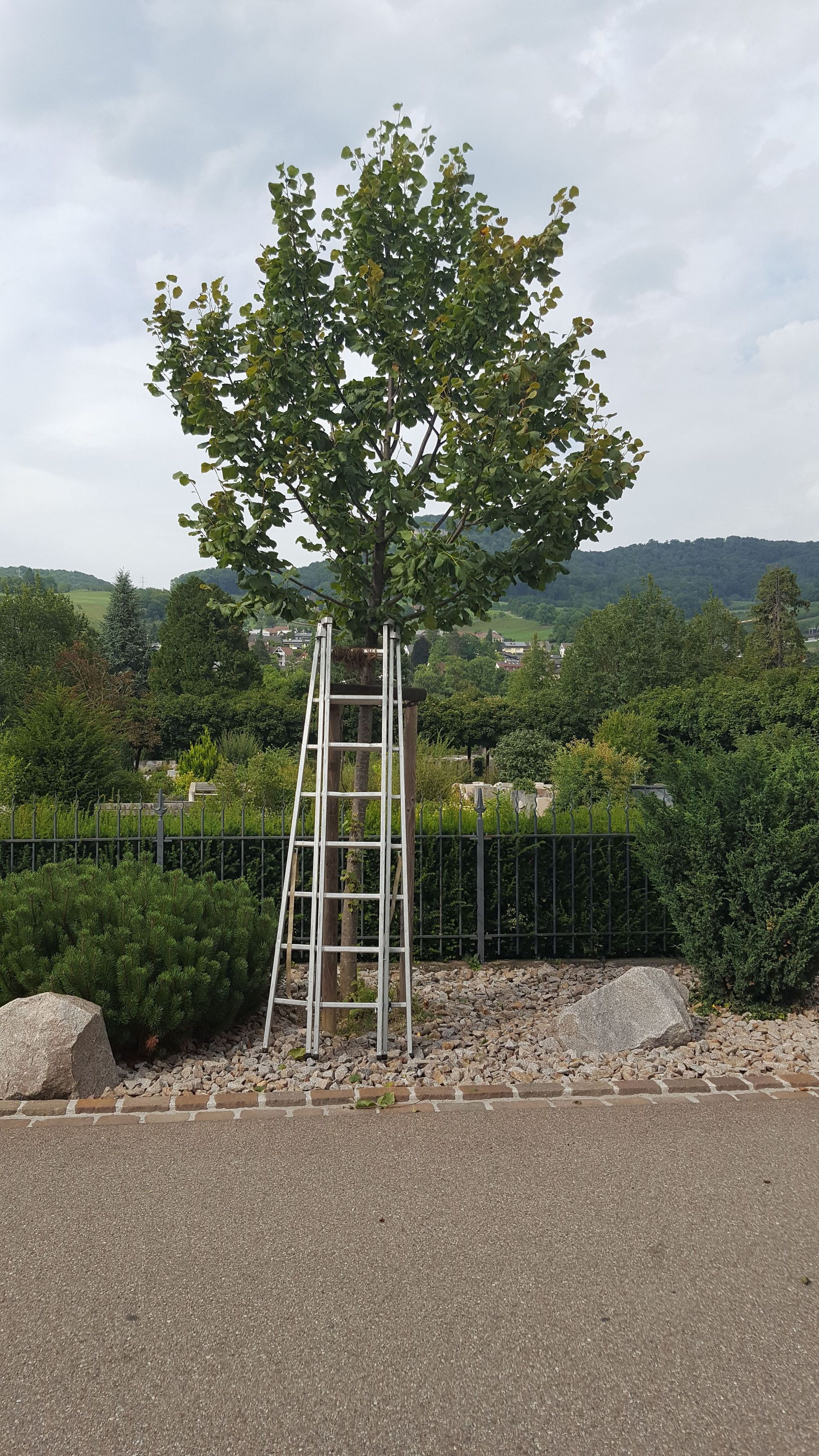 Bäume pflanzen - Bäume im Wintermantel