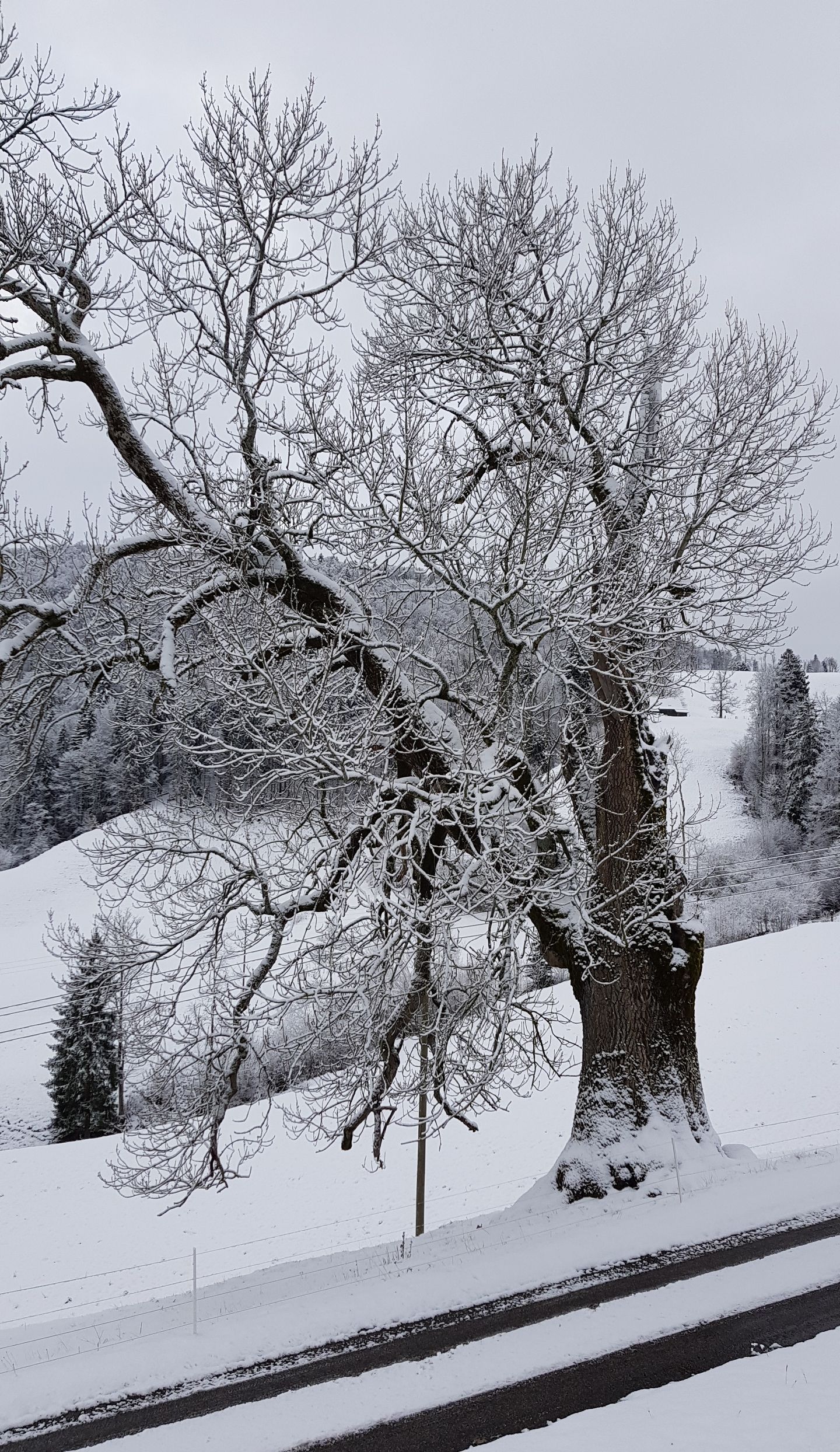 Löw Baumpflege - Bäume im Wintermantel
