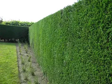 Un largo seto verde rodea un exuberante campo verde.