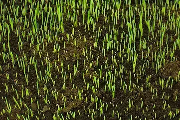 Un campo de hierba verde que crece en el suelo.