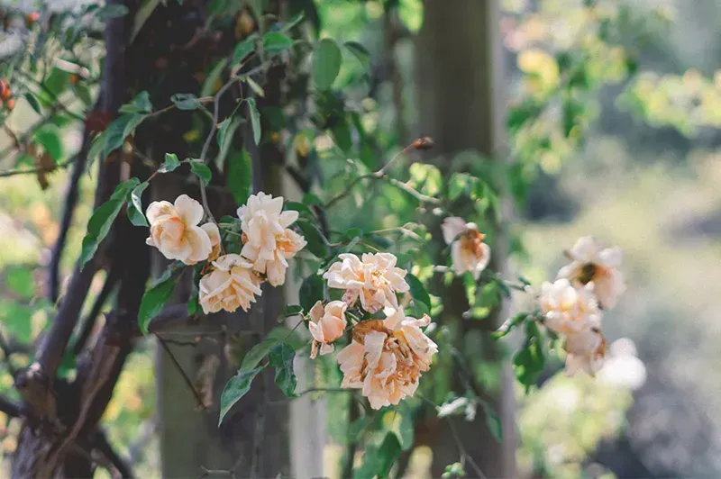 Un primer plano de un árbol con flores y hojas.